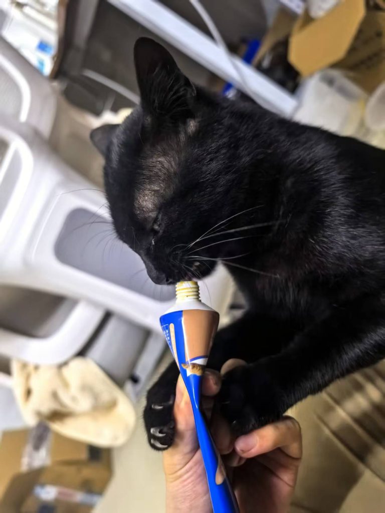 cat